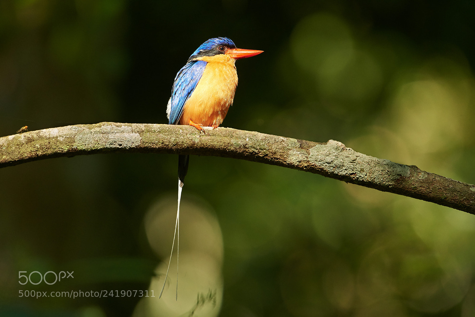 Nikon D500 sample photo. Buff-breasted paradise-kingfisher photography