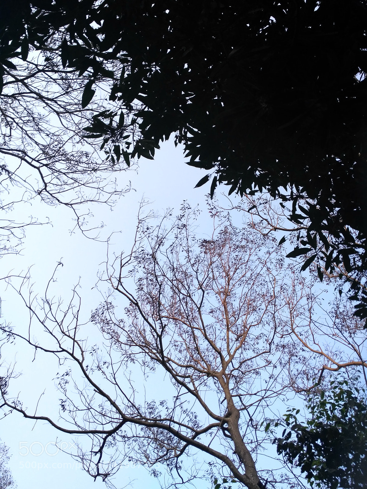 Xiaomi Redmi 3S sample photo. Nature photography