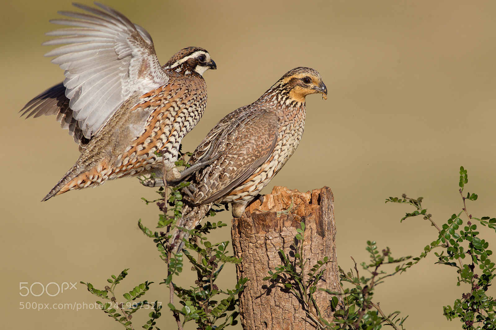 Canon EOS-1D Mark IV sample photo. Northern bobwhite photography