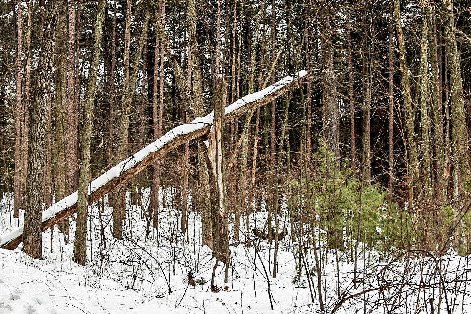 Nikon D7200 sample photo. Catch a following tree photography