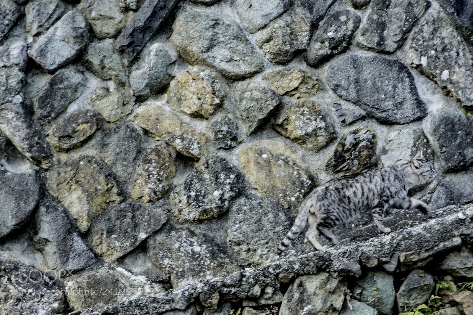 Pentax K-3 sample photo. Ninja cats photography