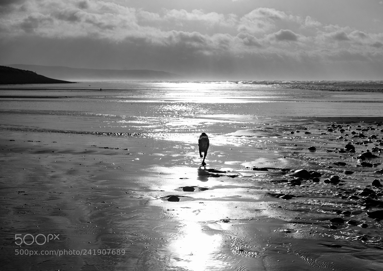 Fujifilm X-T10 sample photo. "dog at ynyslas" photography