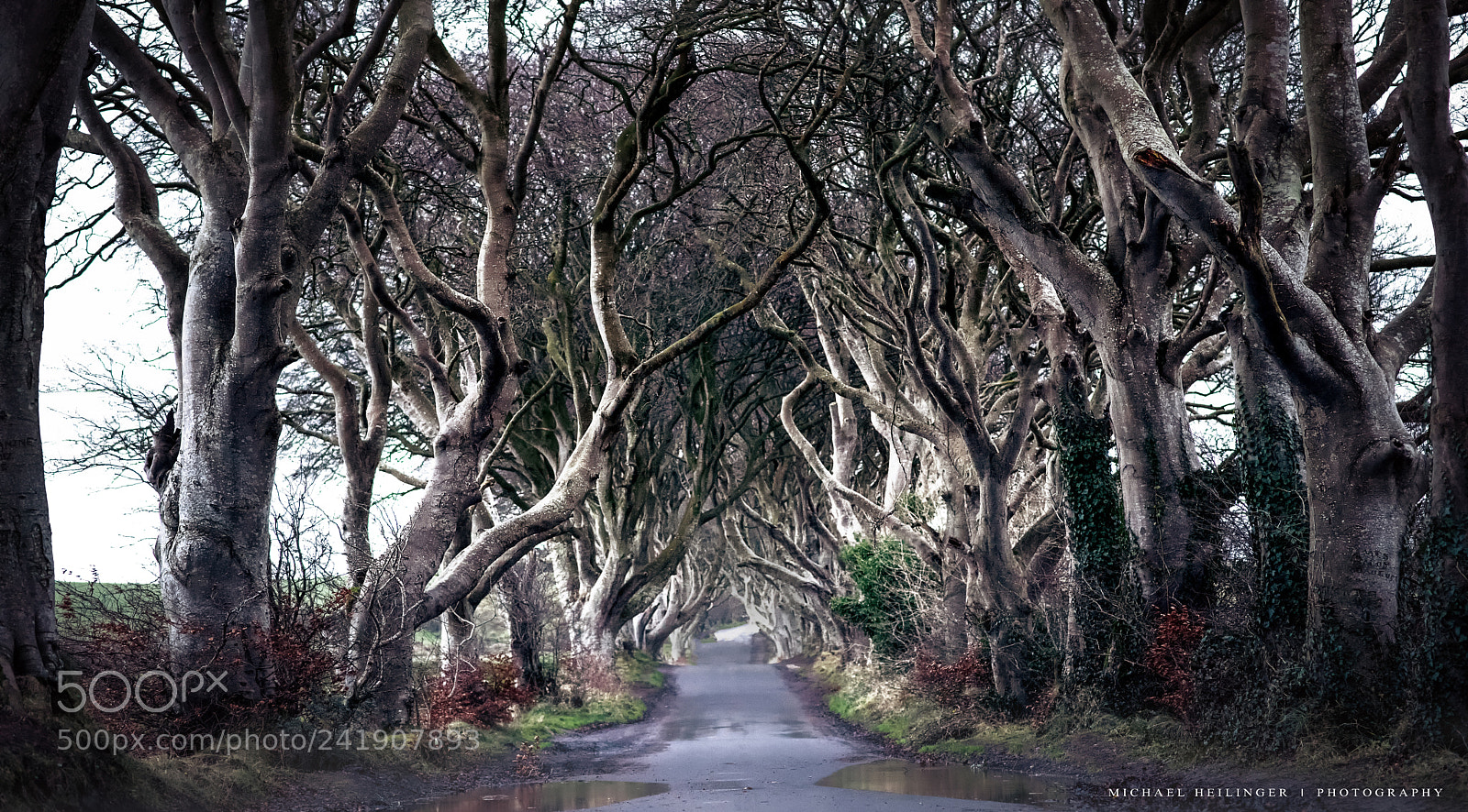 Nikon D810 sample photo. Dark hedges.. photography