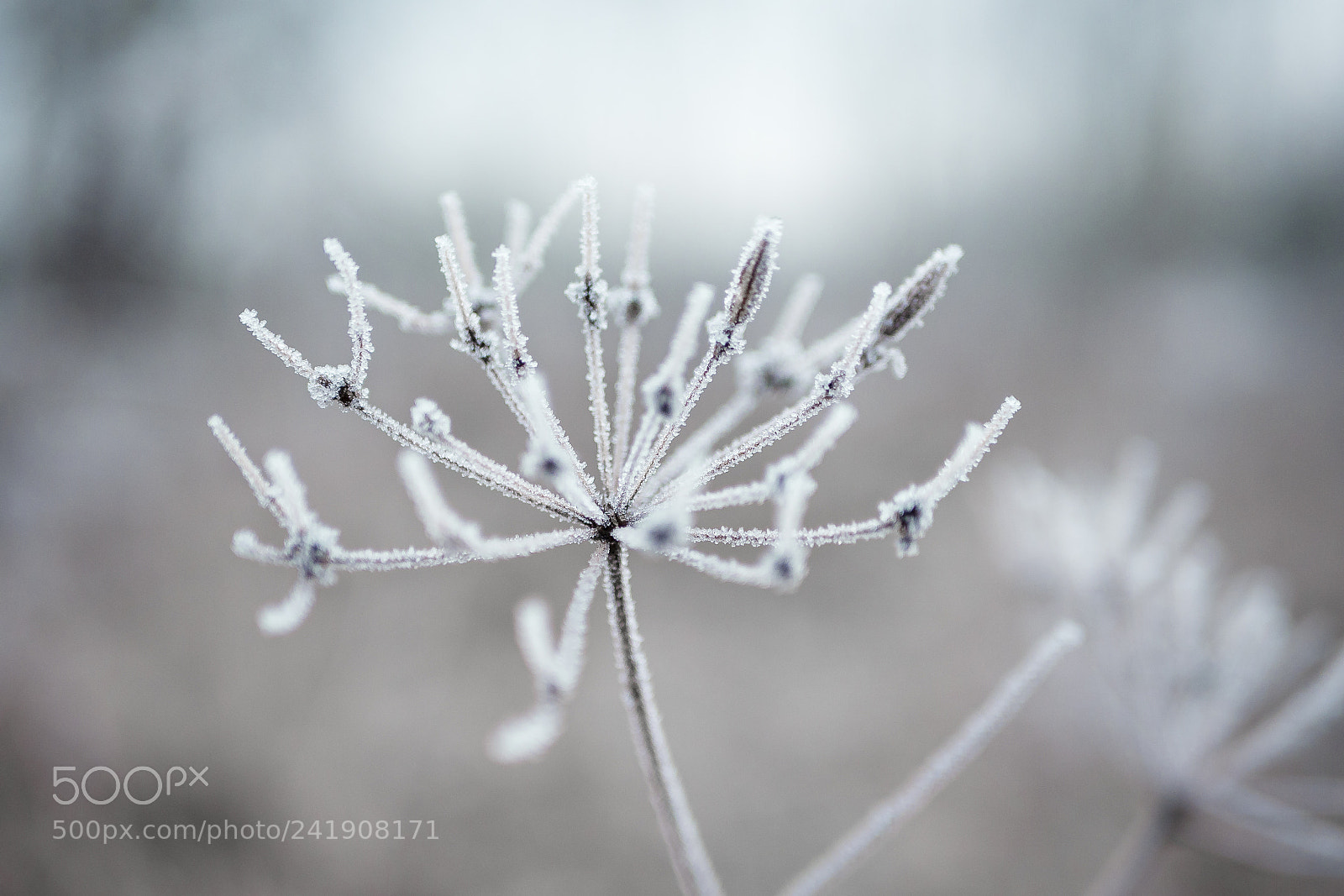 Panasonic Lumix DMC-G6 sample photo. Hoarfrost on a blade photography