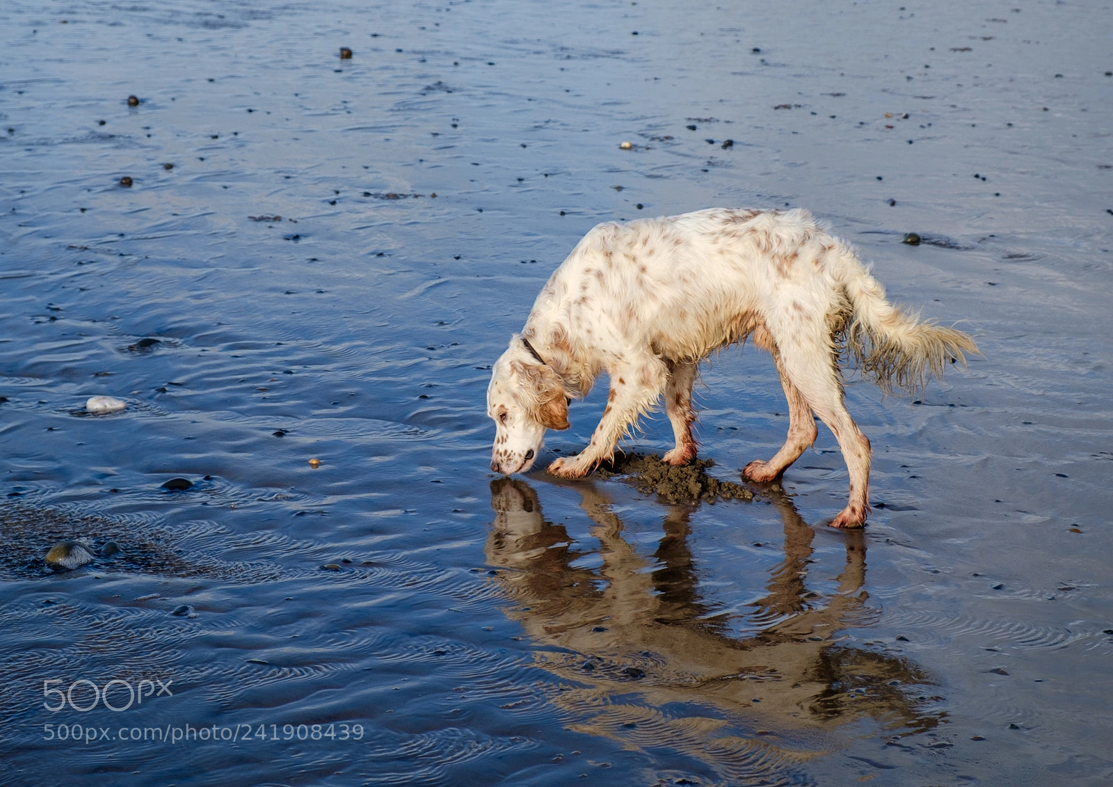 Fujifilm X-T10 sample photo. "kissing his reflection" photography