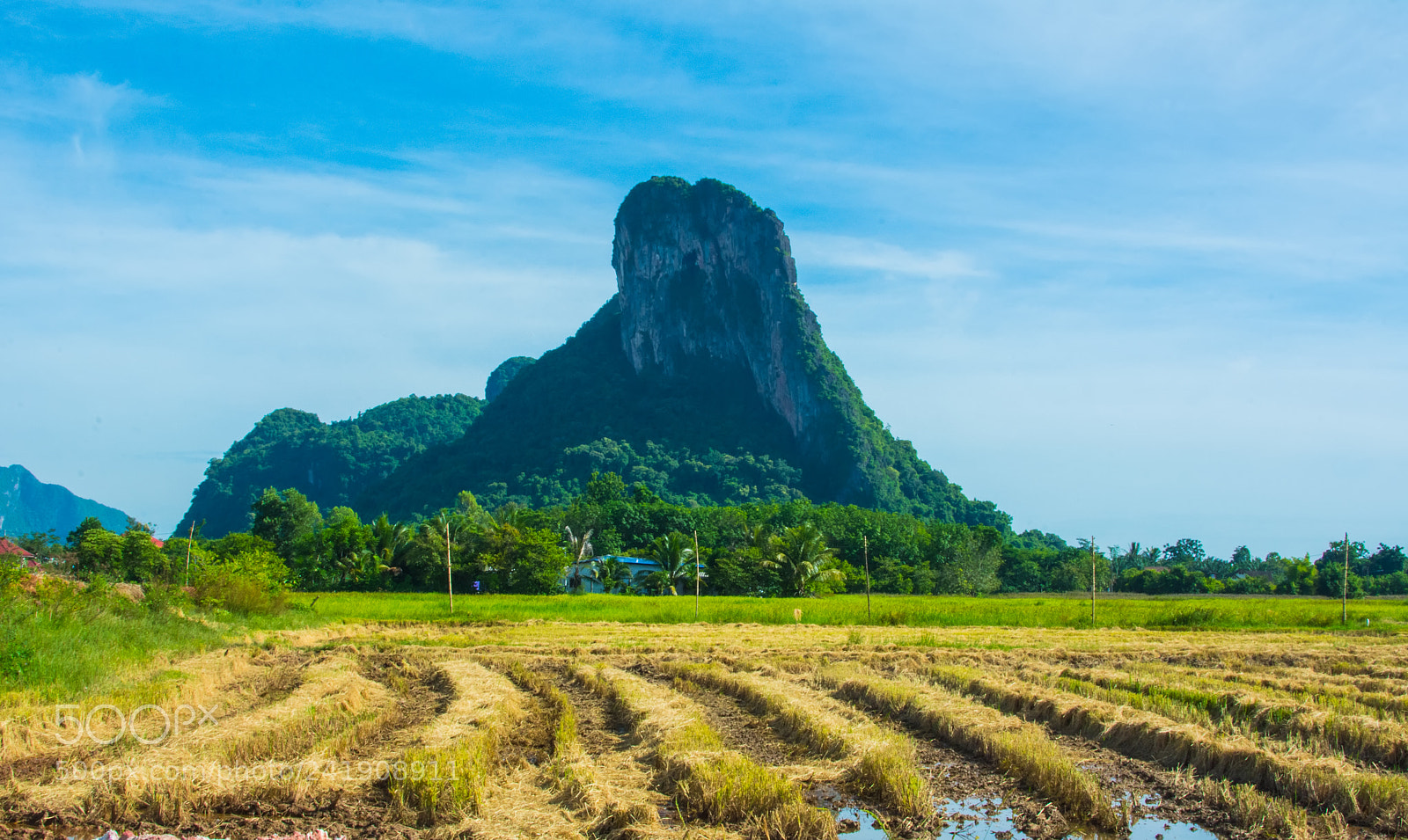 Nikon D7100 sample photo. Rice farm after harvest photography