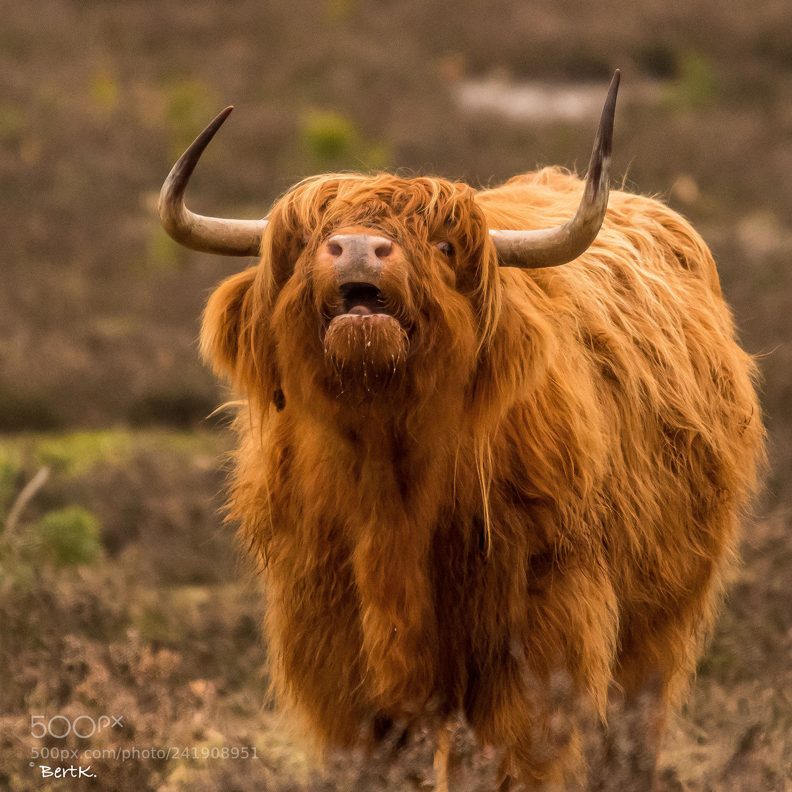 Nikon D500 sample photo. Scottish highlander on the photography