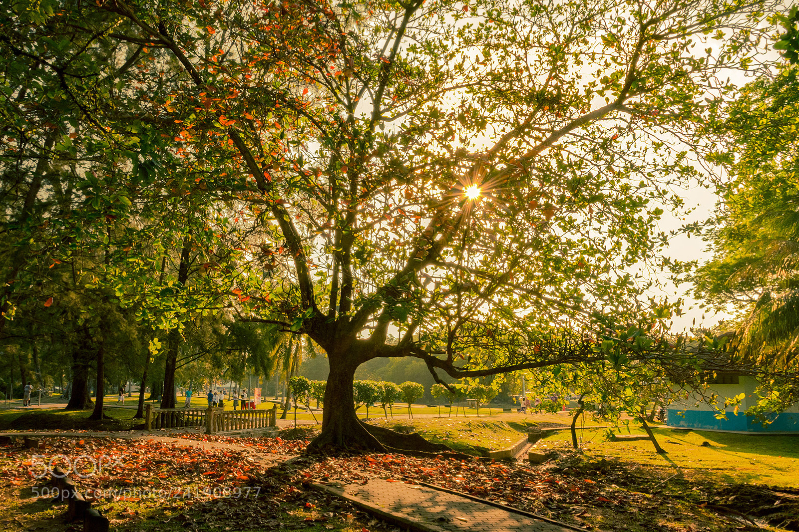 Nikon D5500 sample photo. Taman gelora park photography