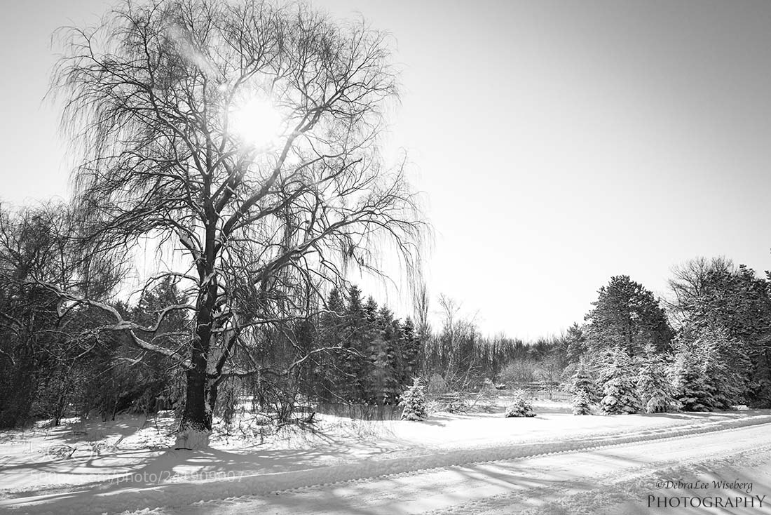 Nikon D800 sample photo. It's cold but the photography