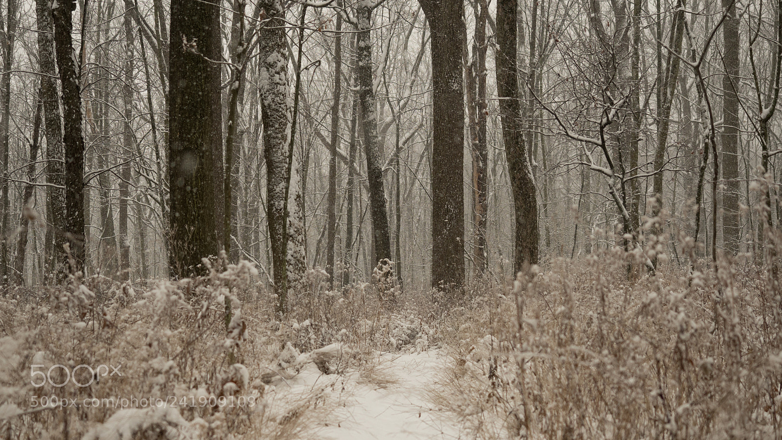 Olympus OM-D E-M5 II sample photo. Winter woods photography