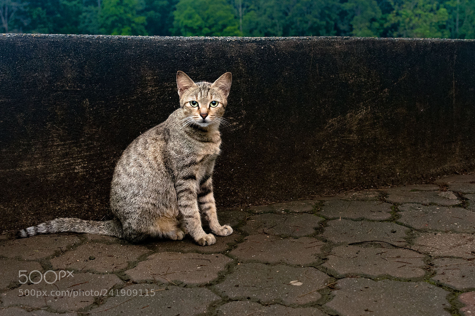 Nikon D5500 sample photo. Stray cat photography