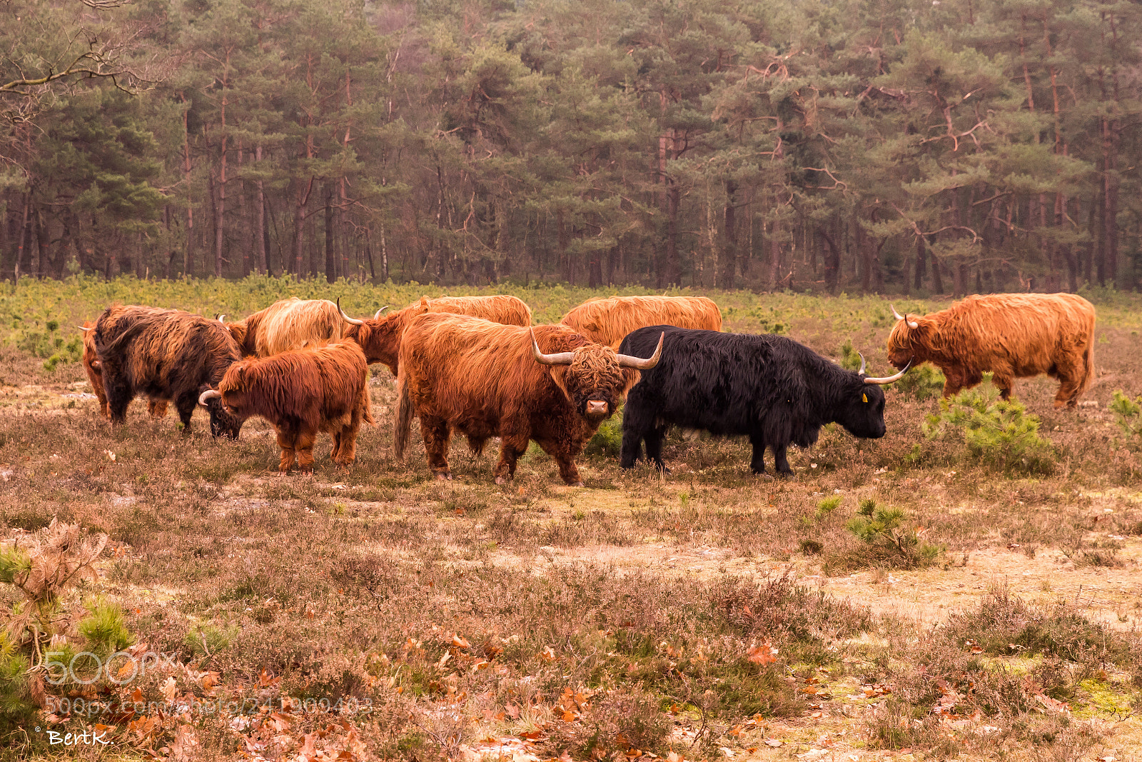 Nikon D500 sample photo. Scottish highlanders on the photography