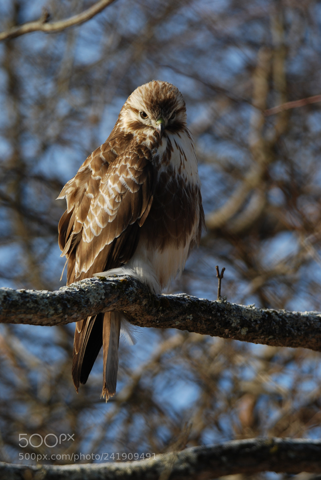 Nikon D40X sample photo. A buzzard photography