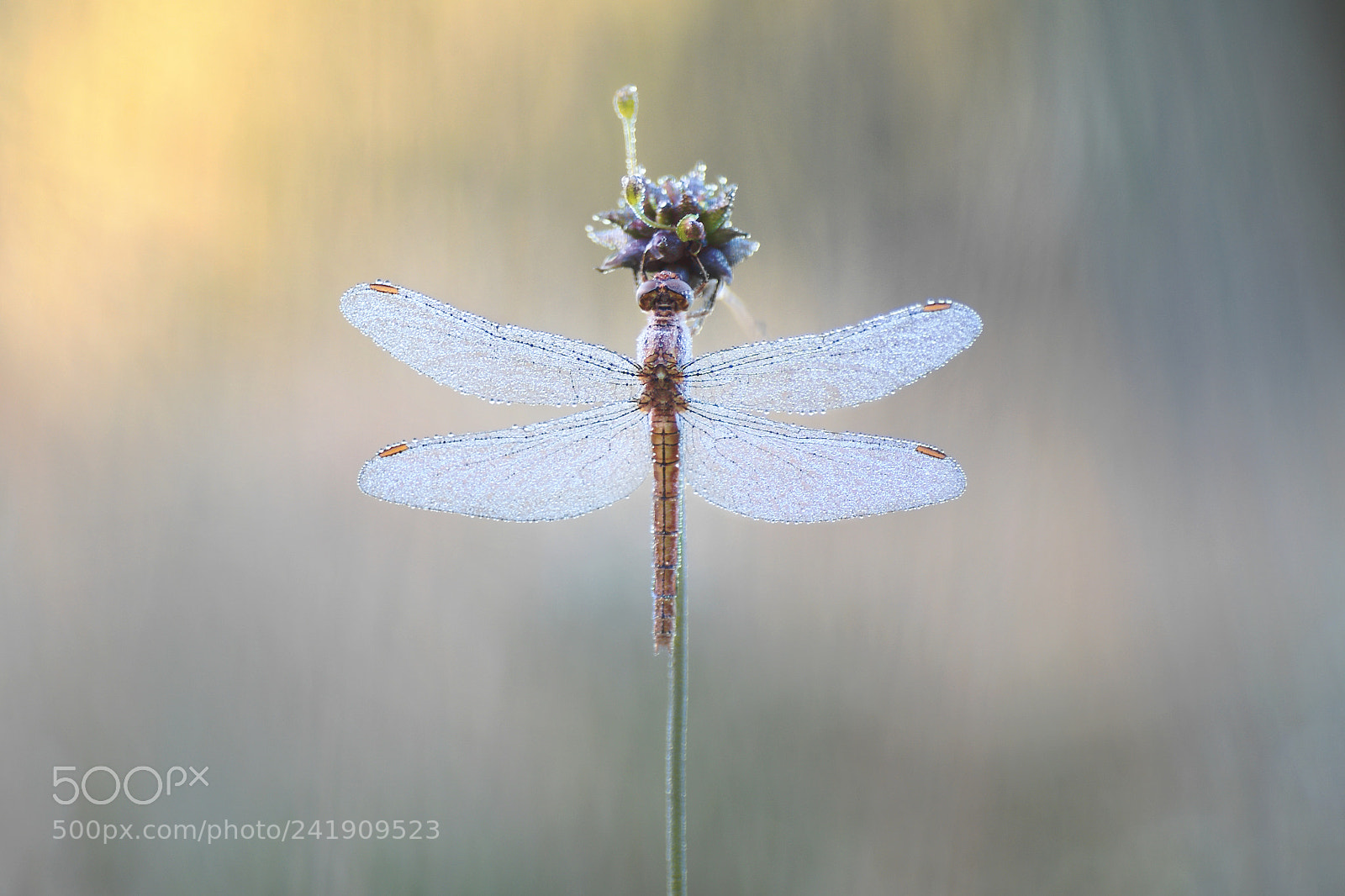 Pentax K-5 sample photo. Wings opened photography