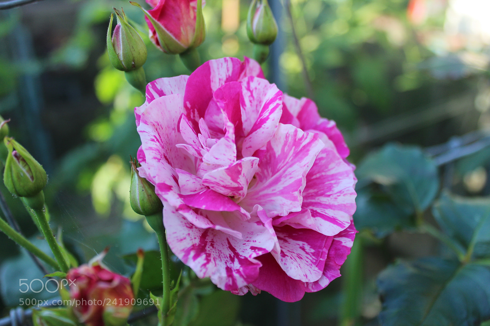 Canon EF-S 18-55mm F3.5-5.6 III sample photo. Wonderful photography
