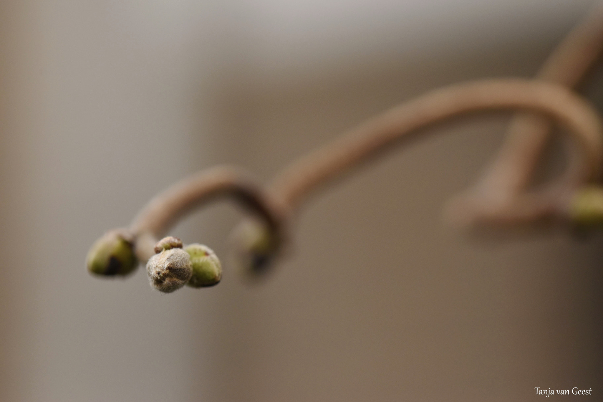 Sigma 105mm F2.8 EX DG OS HSM sample photo. Waiting for the spring to come photography