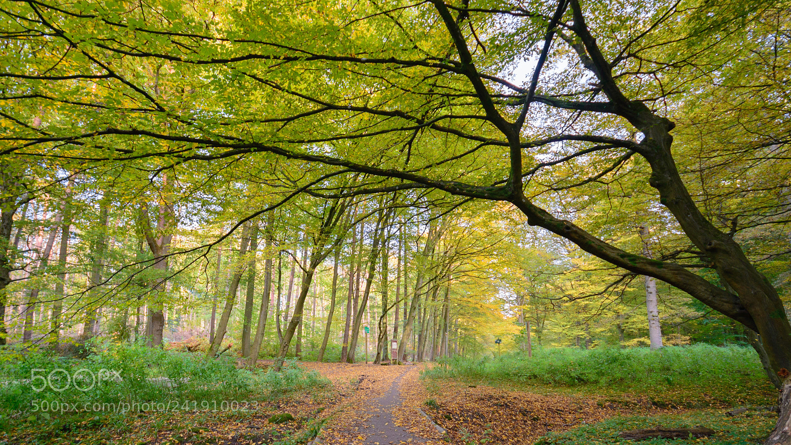 Nikon D600 sample photo. Alley in sonian forest photography