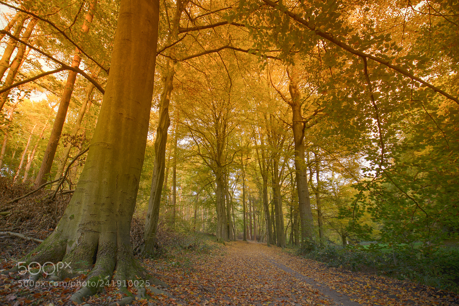 Nikon D600 sample photo. Alley in sonian forest photography