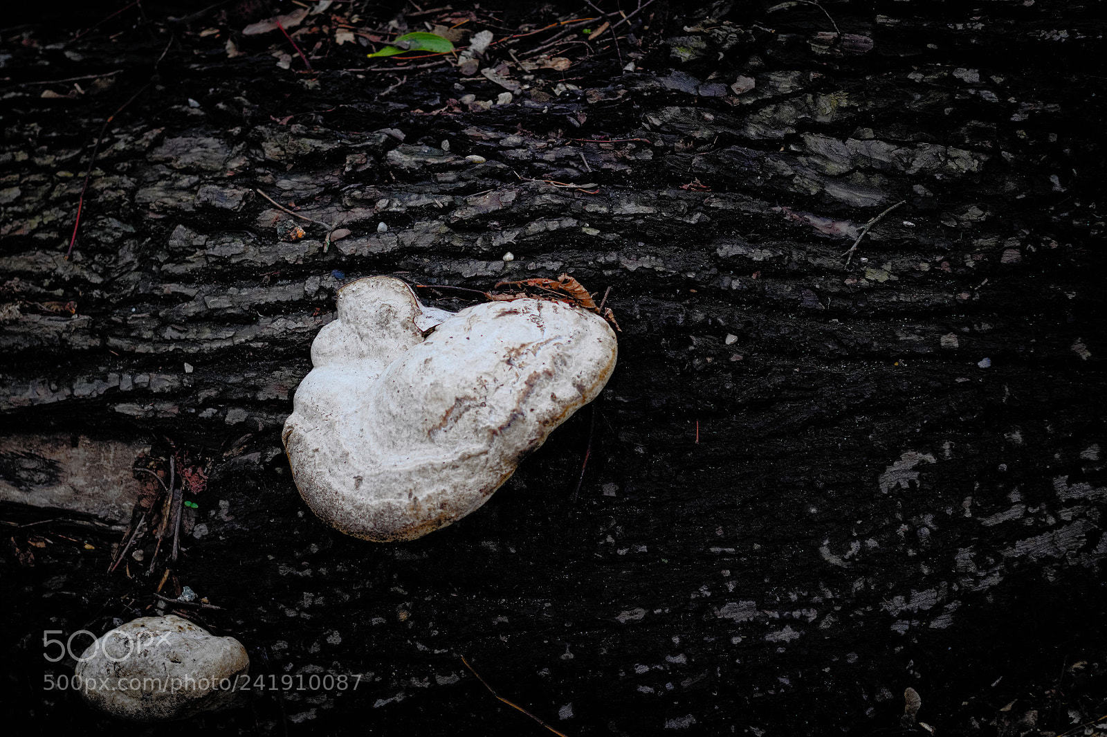 Canon EOS 60D + Canon EF 50mm F1.8 II sample photo. Prater-pilz photography