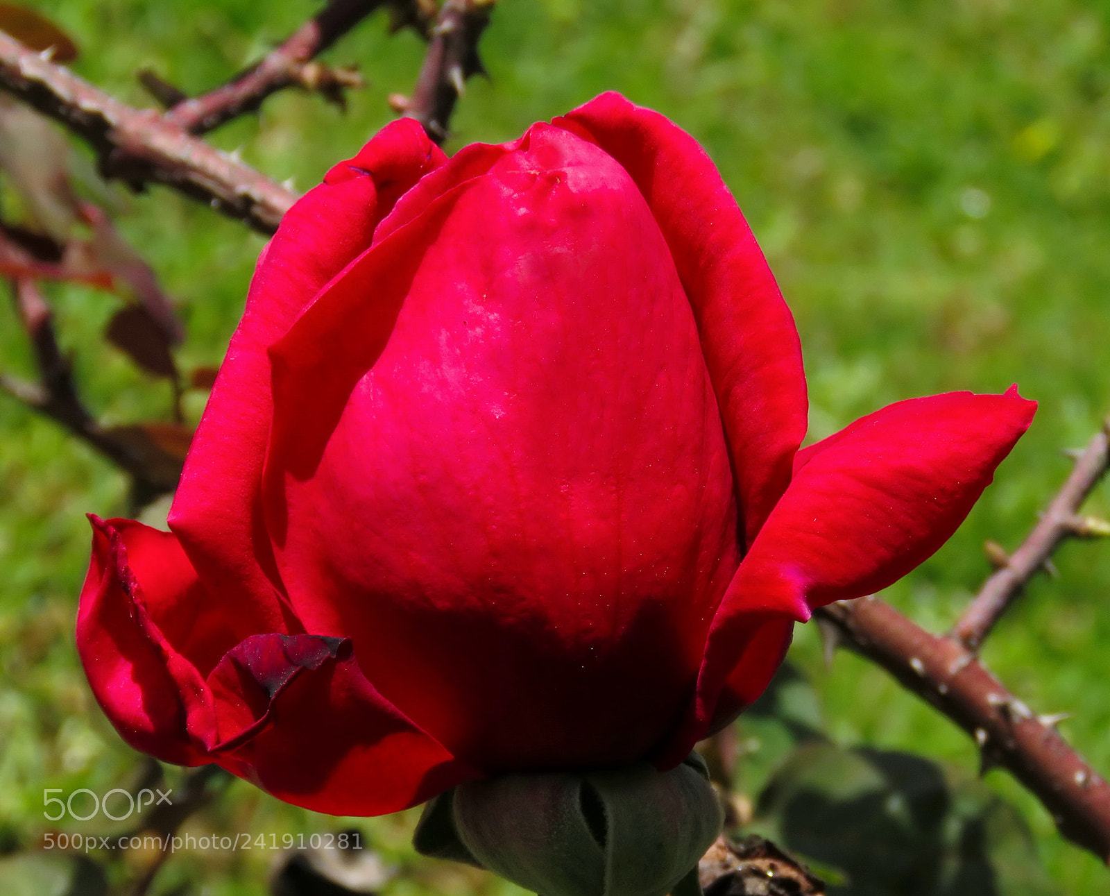 Canon PowerShot SX60 HS sample photo. Red rose photography