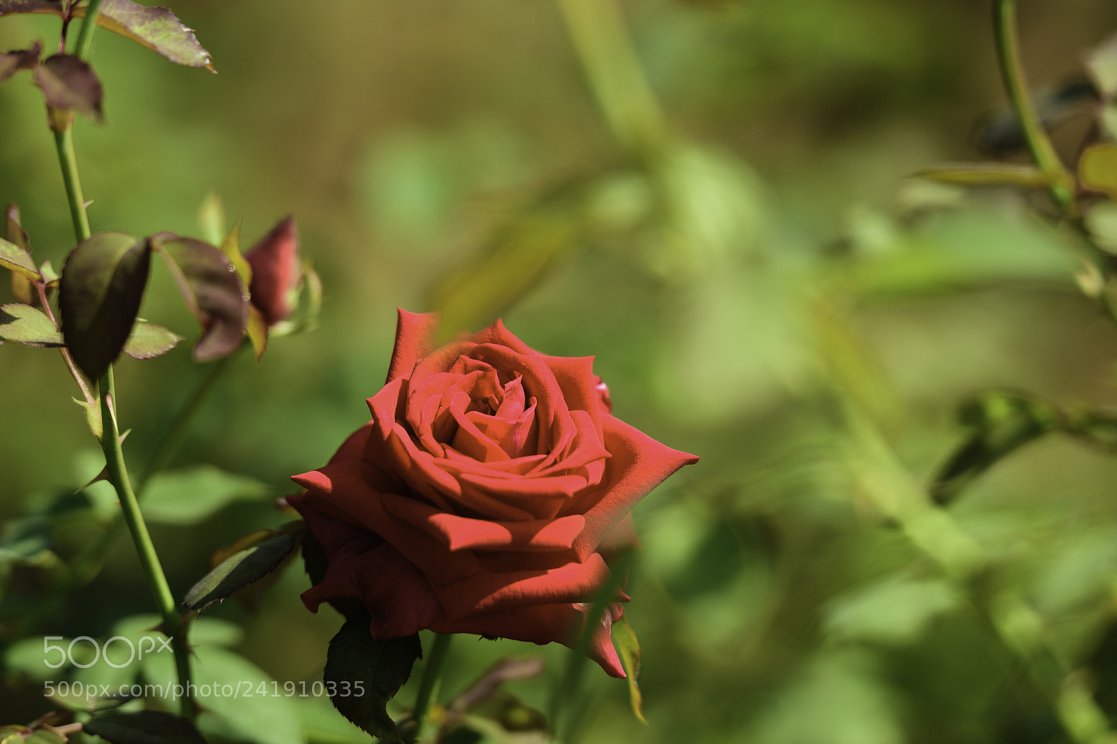 Nikon D810 sample photo. Omi photography