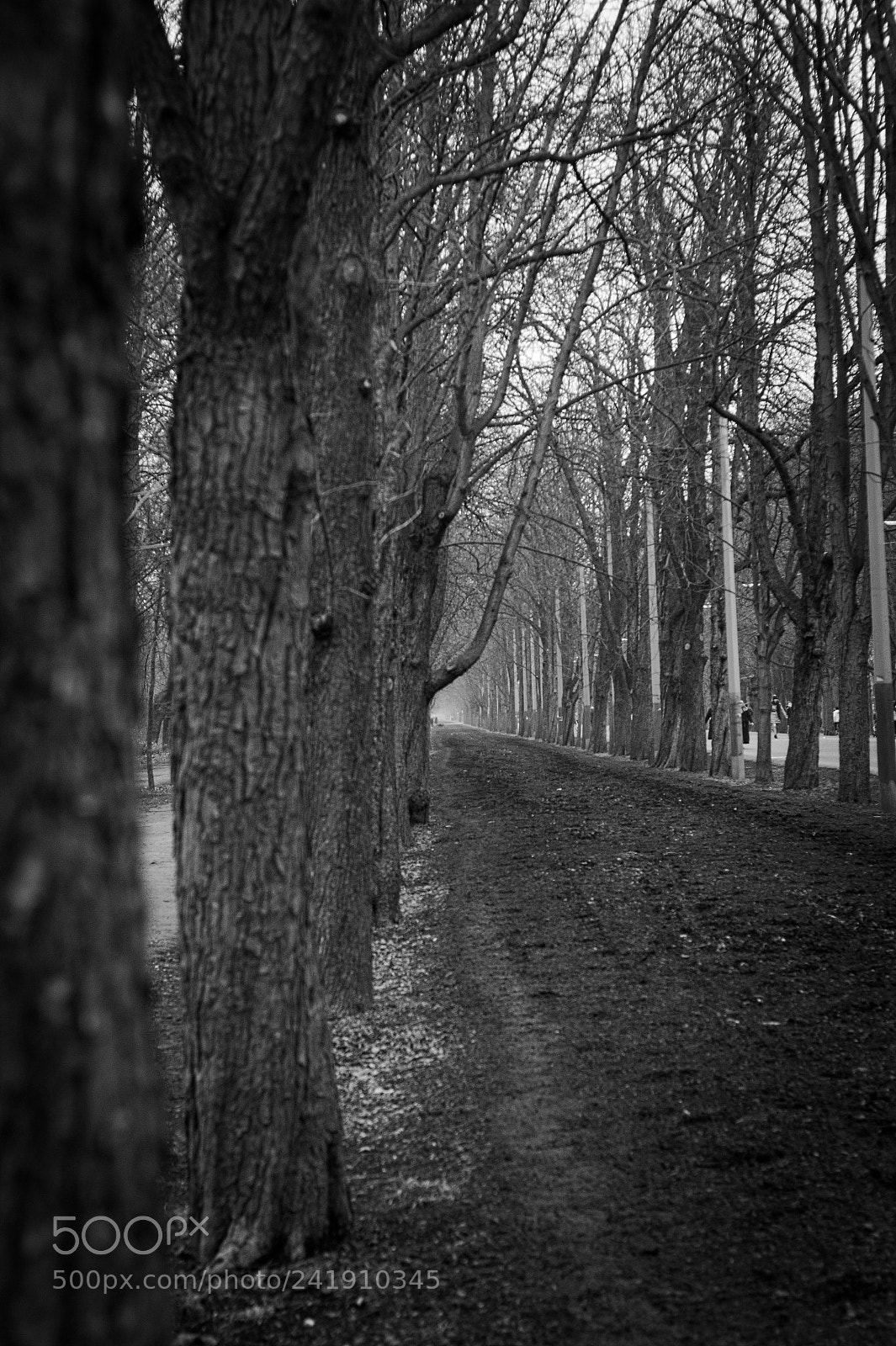Canon EOS 60D + Canon EF 50mm F1.8 II sample photo. Prater hauptallee photography