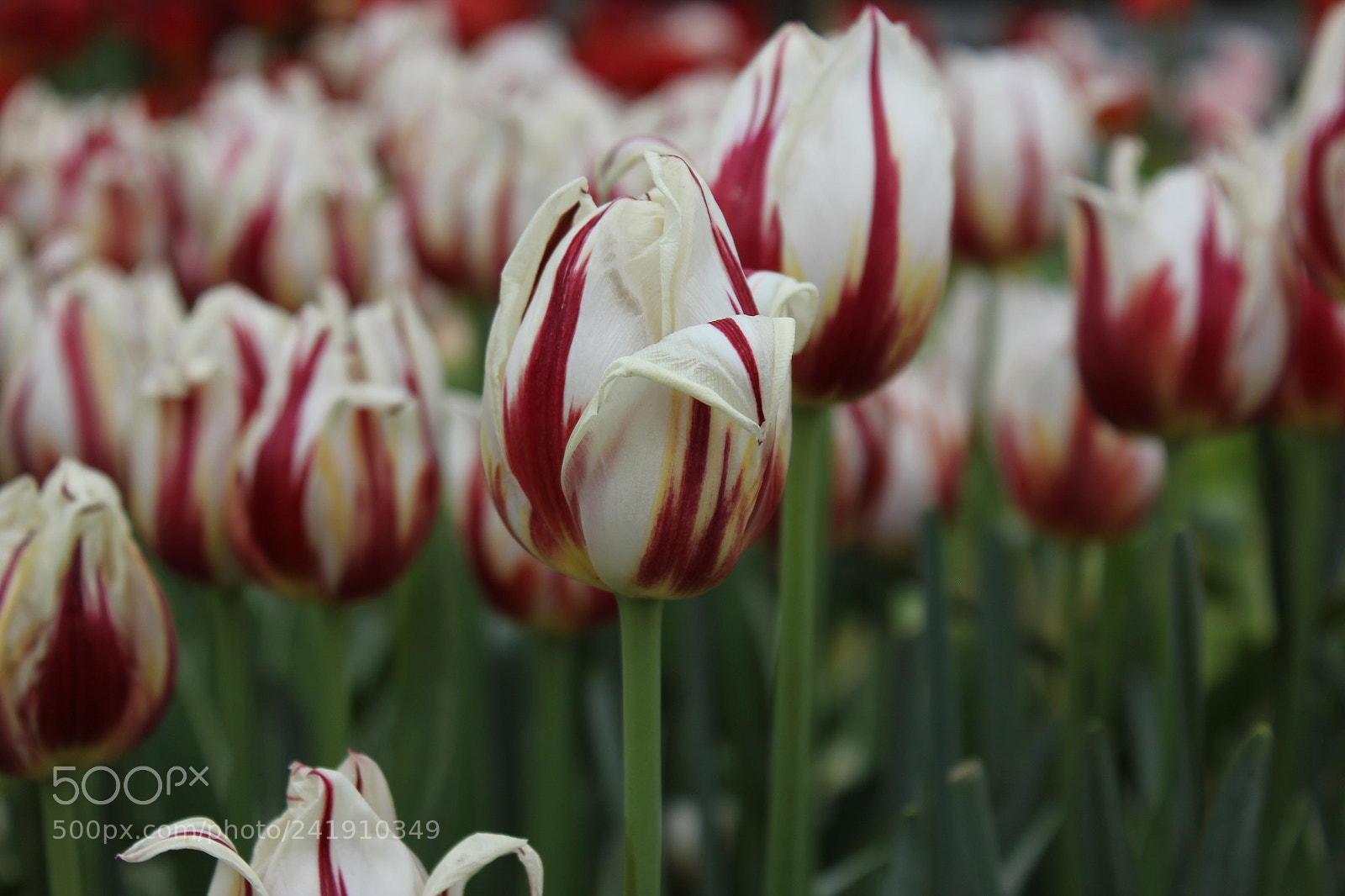 Canon EF-S 18-55mm F3.5-5.6 IS sample photo. Tulips edward's gardens, toronto photography