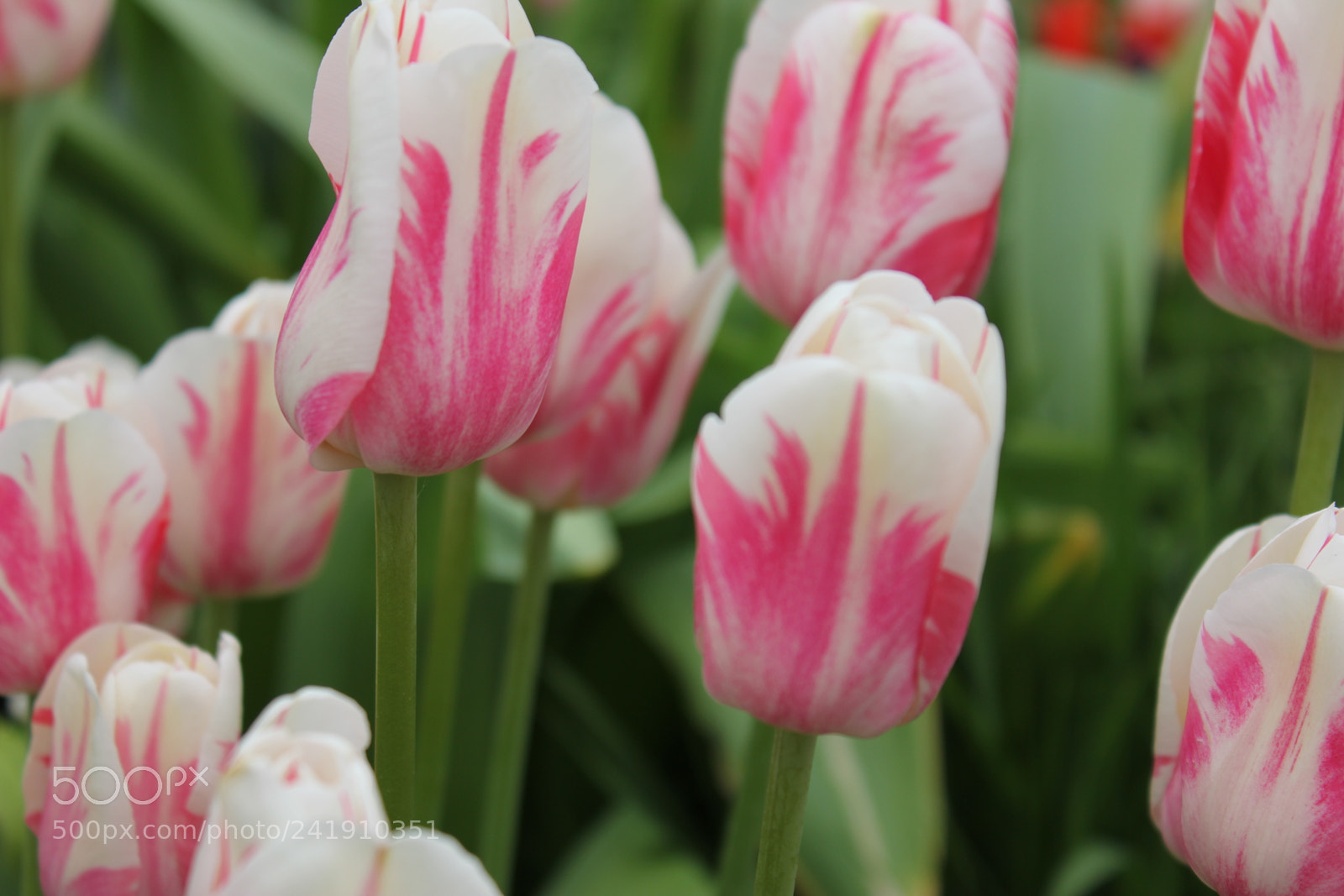 Canon EF-S 18-55mm F3.5-5.6 IS sample photo. Tulips edward's gardens, toronto photography