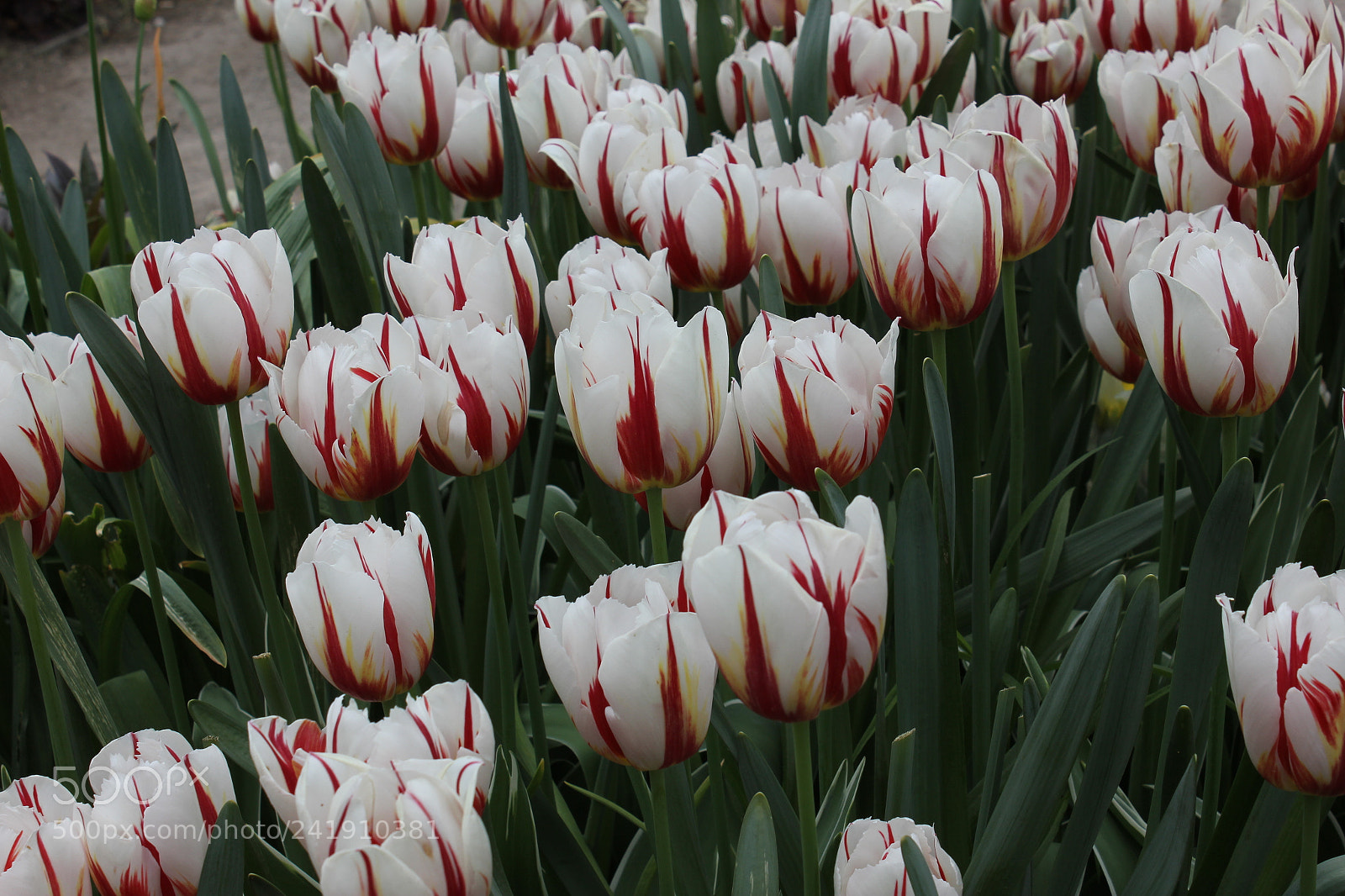 Canon EF-S 18-55mm F3.5-5.6 IS sample photo. Tulips edward's gardens, toronto photography