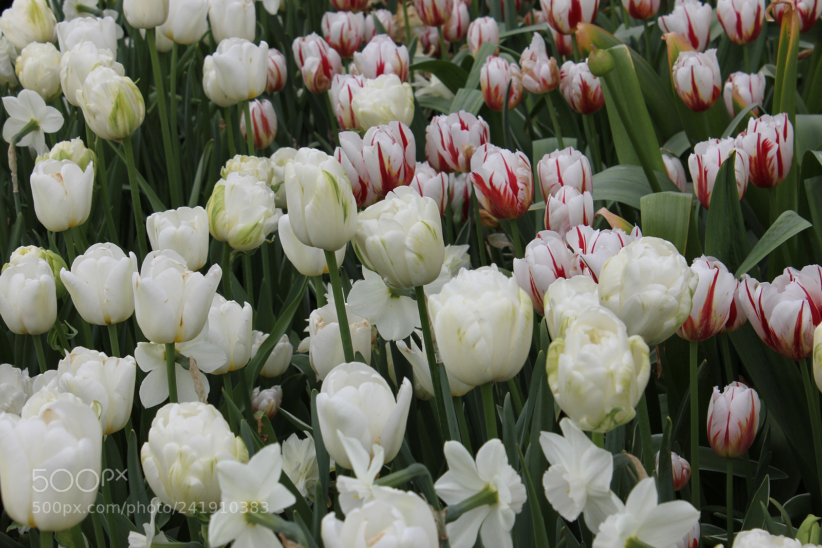 Canon EF-S 18-55mm F3.5-5.6 IS sample photo. Tulips edward's gardens, toronto photography