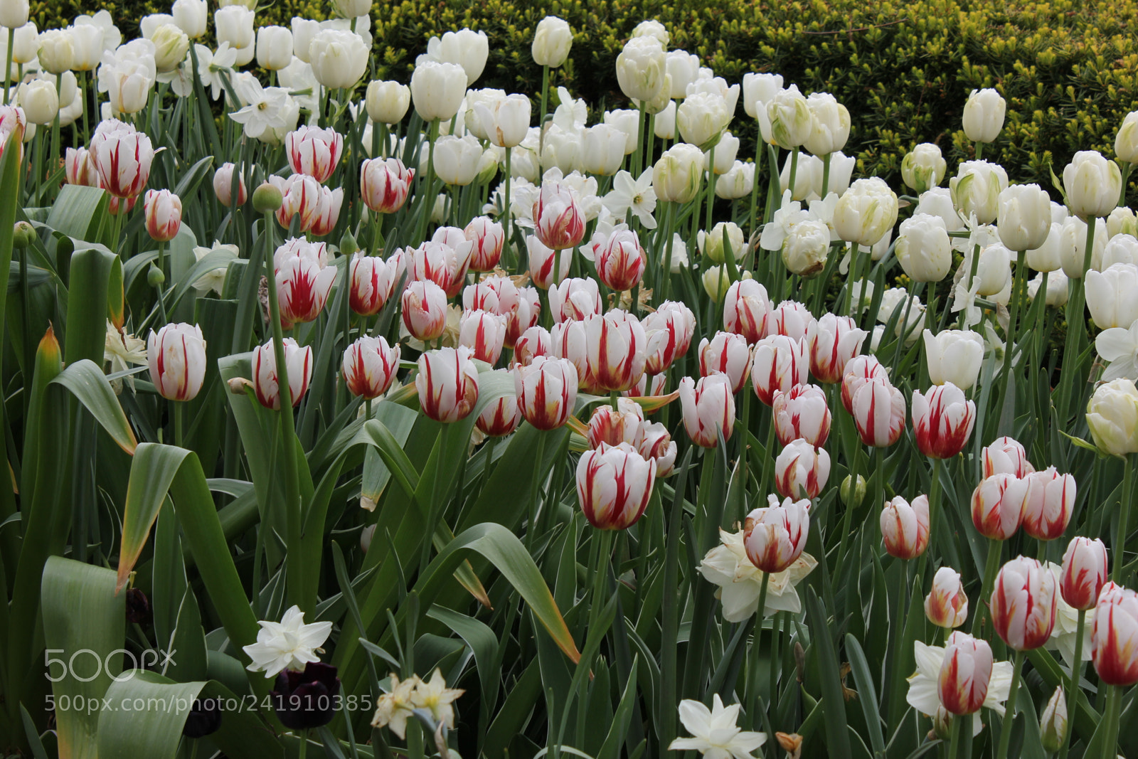 Canon EF-S 18-55mm F3.5-5.6 IS sample photo. Tulips edward's gardens, toronto photography