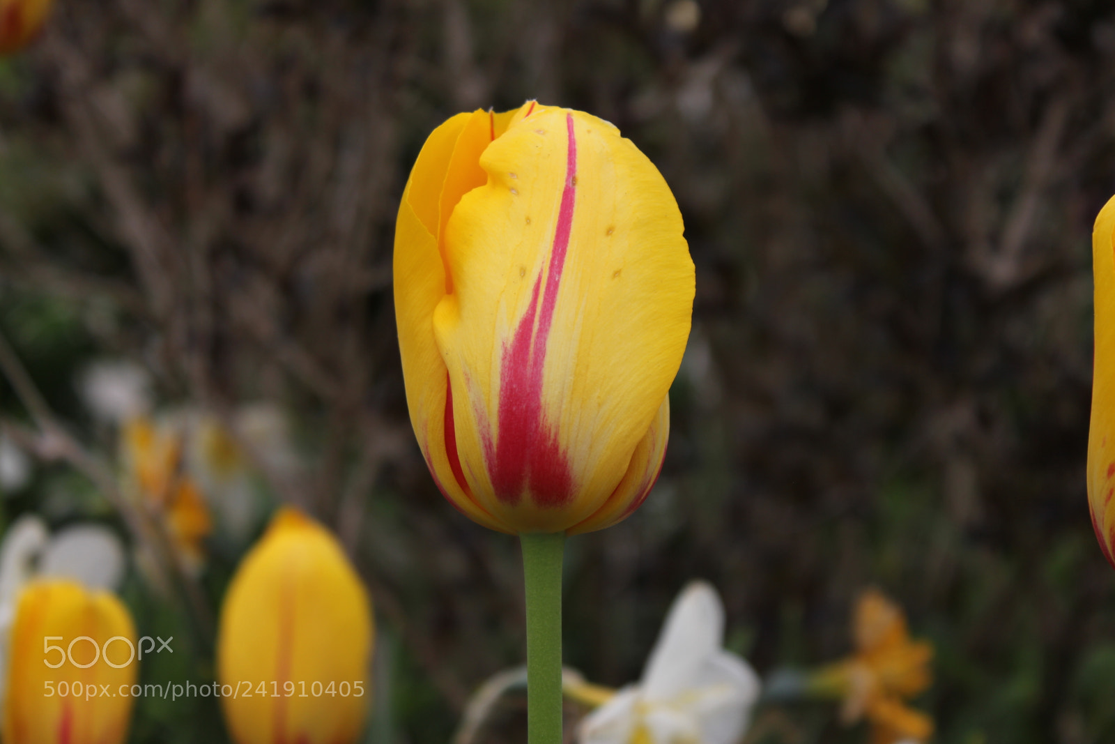 Canon EF-S 18-55mm F3.5-5.6 IS sample photo. Tulips edward's gardens, toronto photography