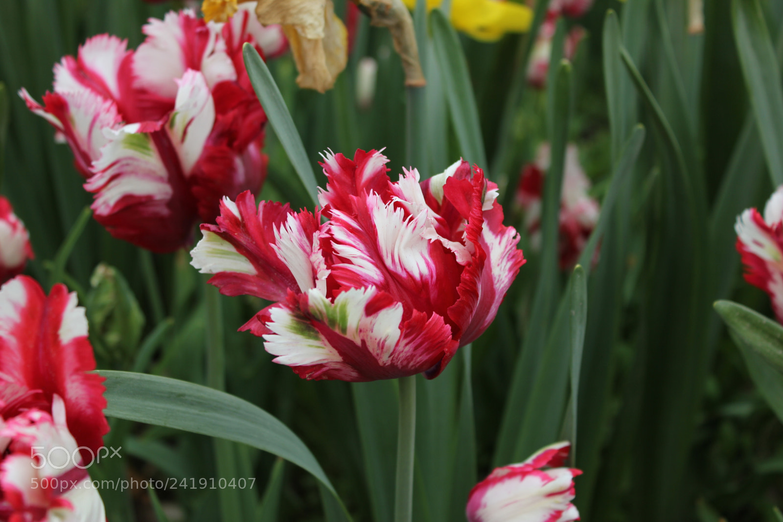 Canon EF-S 18-55mm F3.5-5.6 IS sample photo. Tulips edward's gardens, toronto photography
