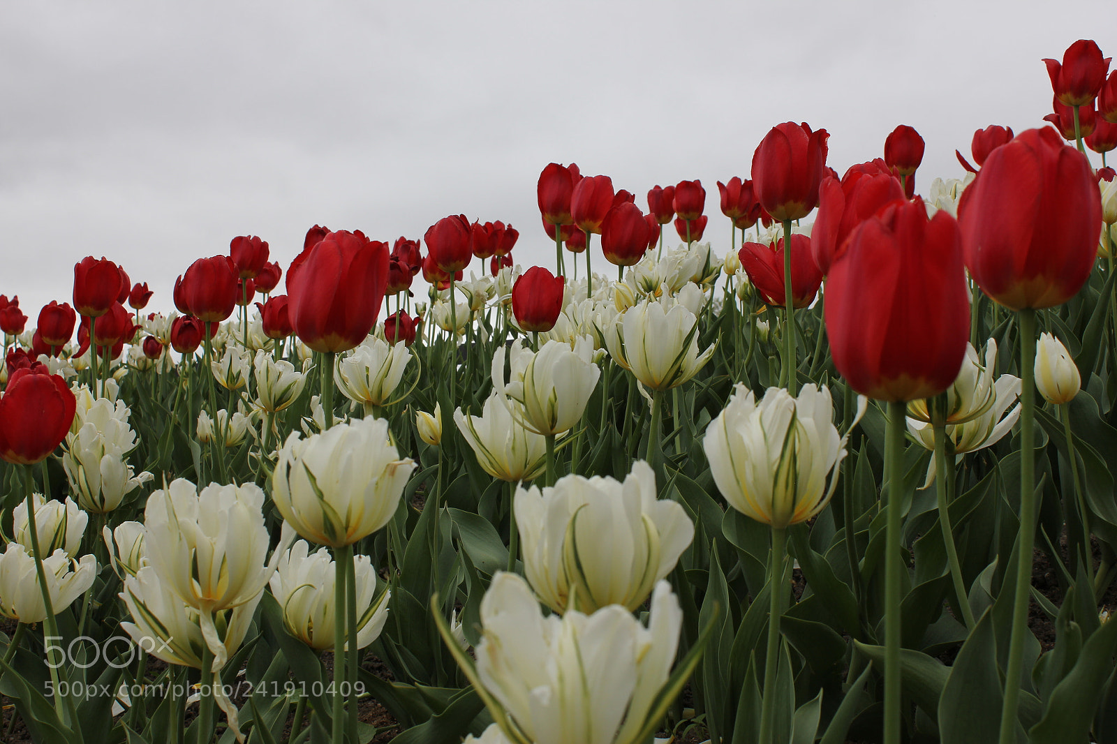 Canon EF-S 18-55mm F3.5-5.6 IS sample photo. Tulips edward's gardens, toronto photography