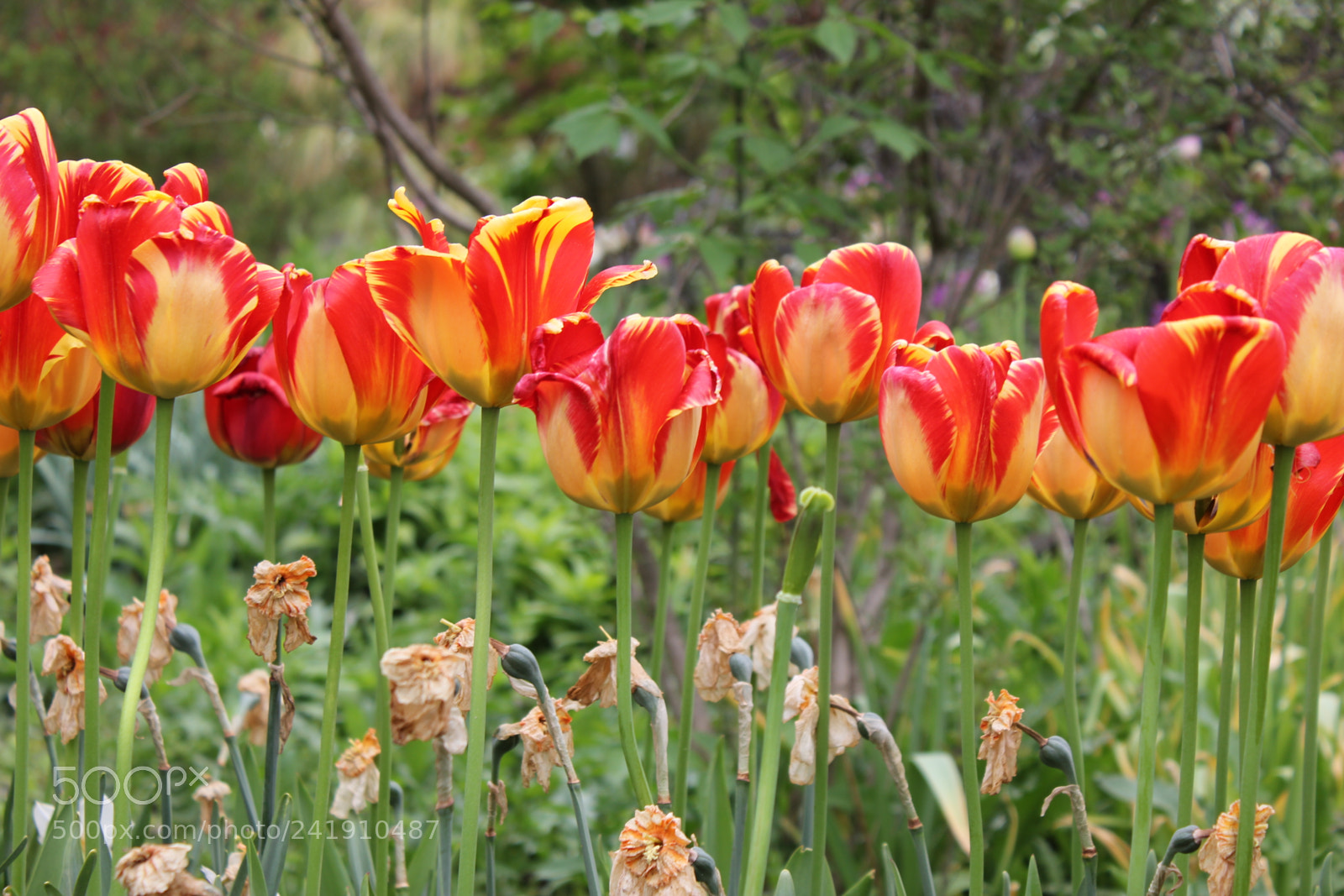 Canon EF-S 18-55mm F3.5-5.6 IS sample photo. Tulips edward's gardens, toronto photography