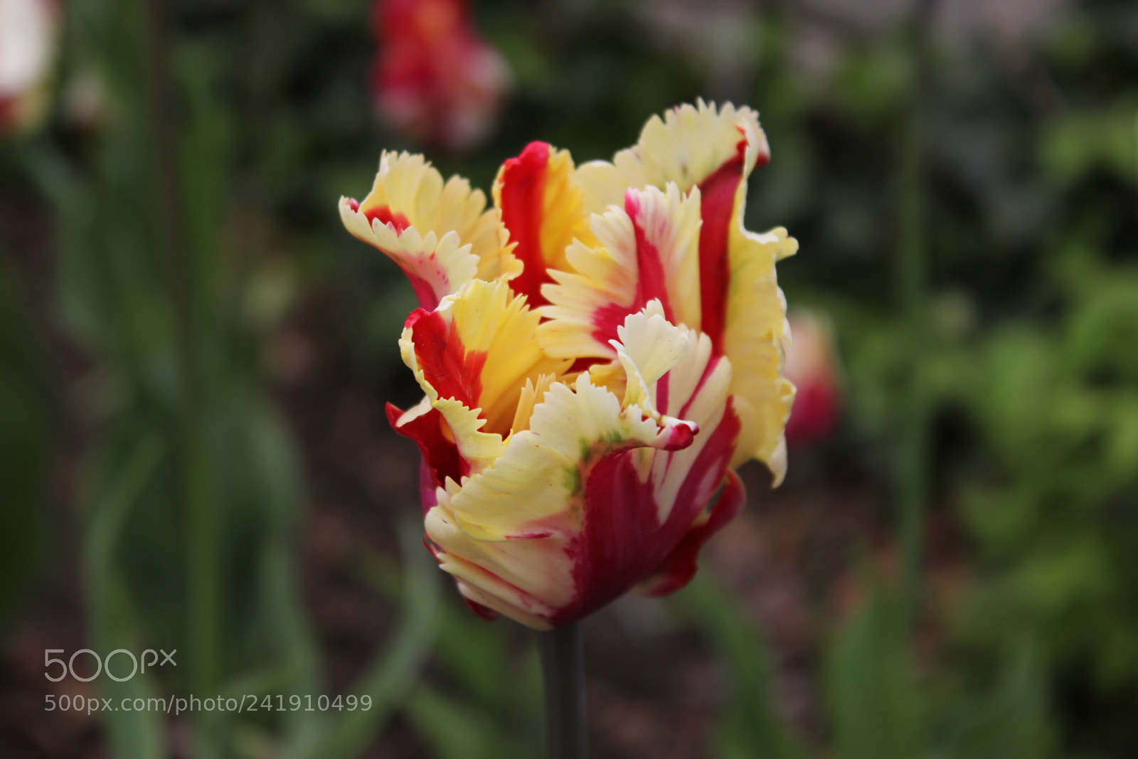Canon EF-S 18-55mm F3.5-5.6 IS sample photo. Tulips edward's gardens, toronto photography