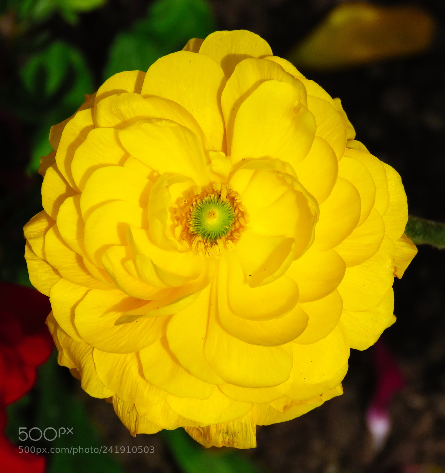 Canon PowerShot SX60 HS sample photo. Gold carnation photography