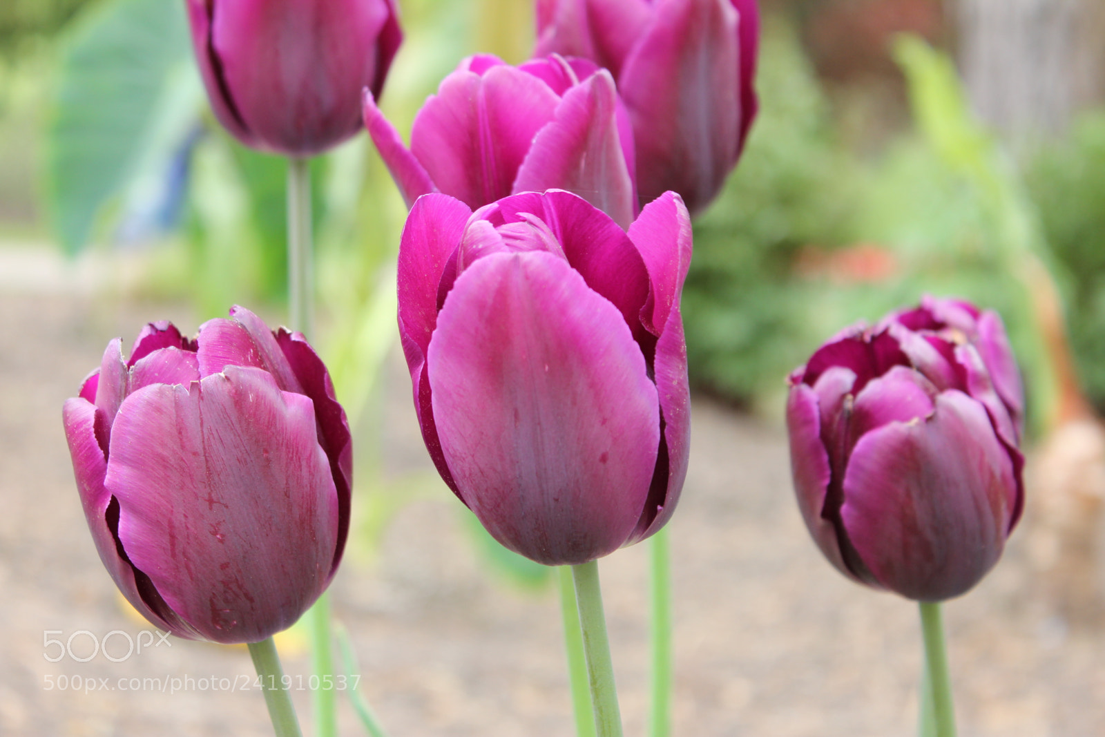 Canon EF-S 18-55mm F3.5-5.6 IS sample photo. Tulips edward's gardens, toronto photography