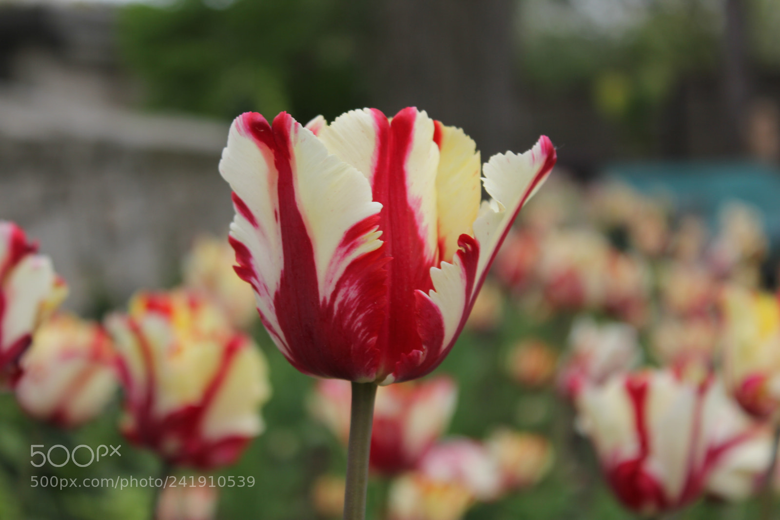 Canon EF-S 18-55mm F3.5-5.6 IS sample photo. Tulips edward's gardens, toronto photography