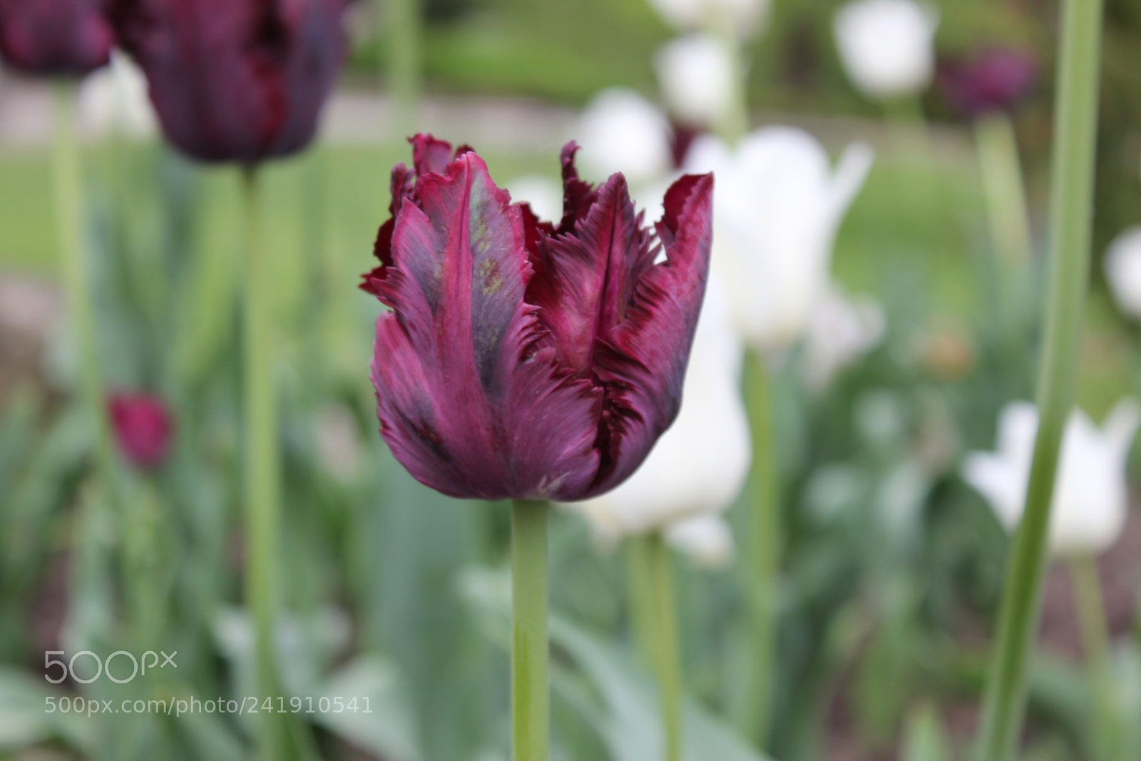 Canon EF-S 18-55mm F3.5-5.6 IS sample photo. Tulips edward's gardens, toronto photography