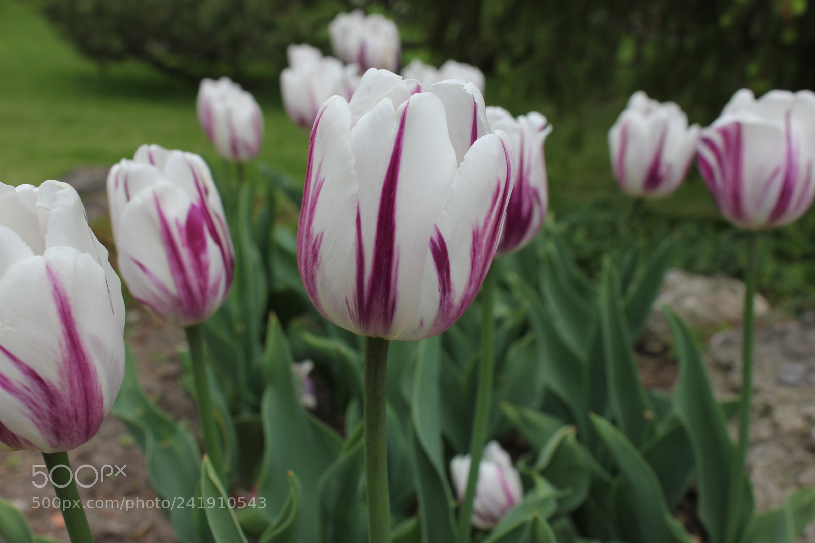 Canon EF-S 18-55mm F3.5-5.6 IS sample photo. Tulips edward's gardens, toronto photography