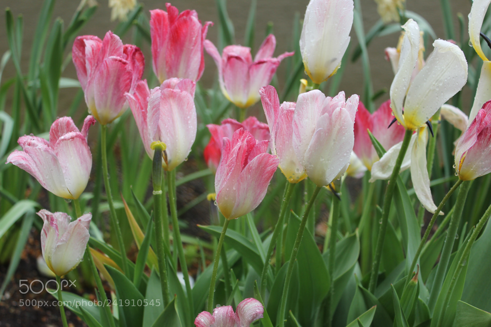 Canon EF-S 18-55mm F3.5-5.6 IS sample photo. Tulips edward's gardens, toronto photography