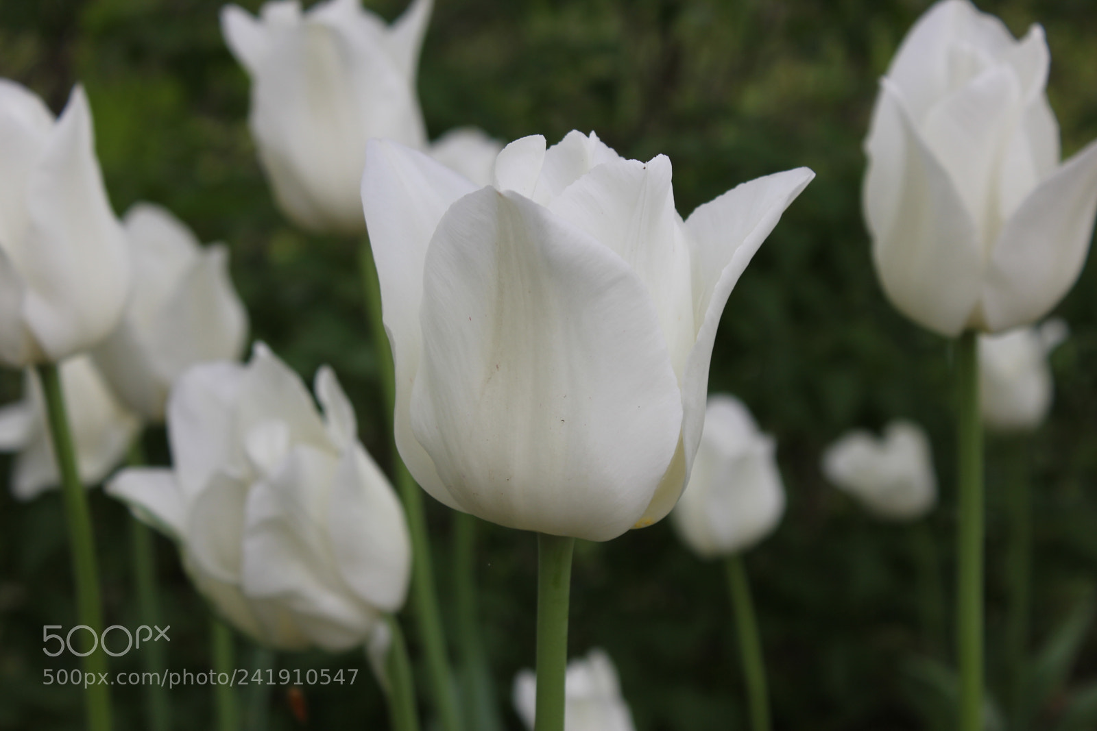 Canon EF-S 18-55mm F3.5-5.6 IS sample photo. Tulips edward's gardens, toronto photography