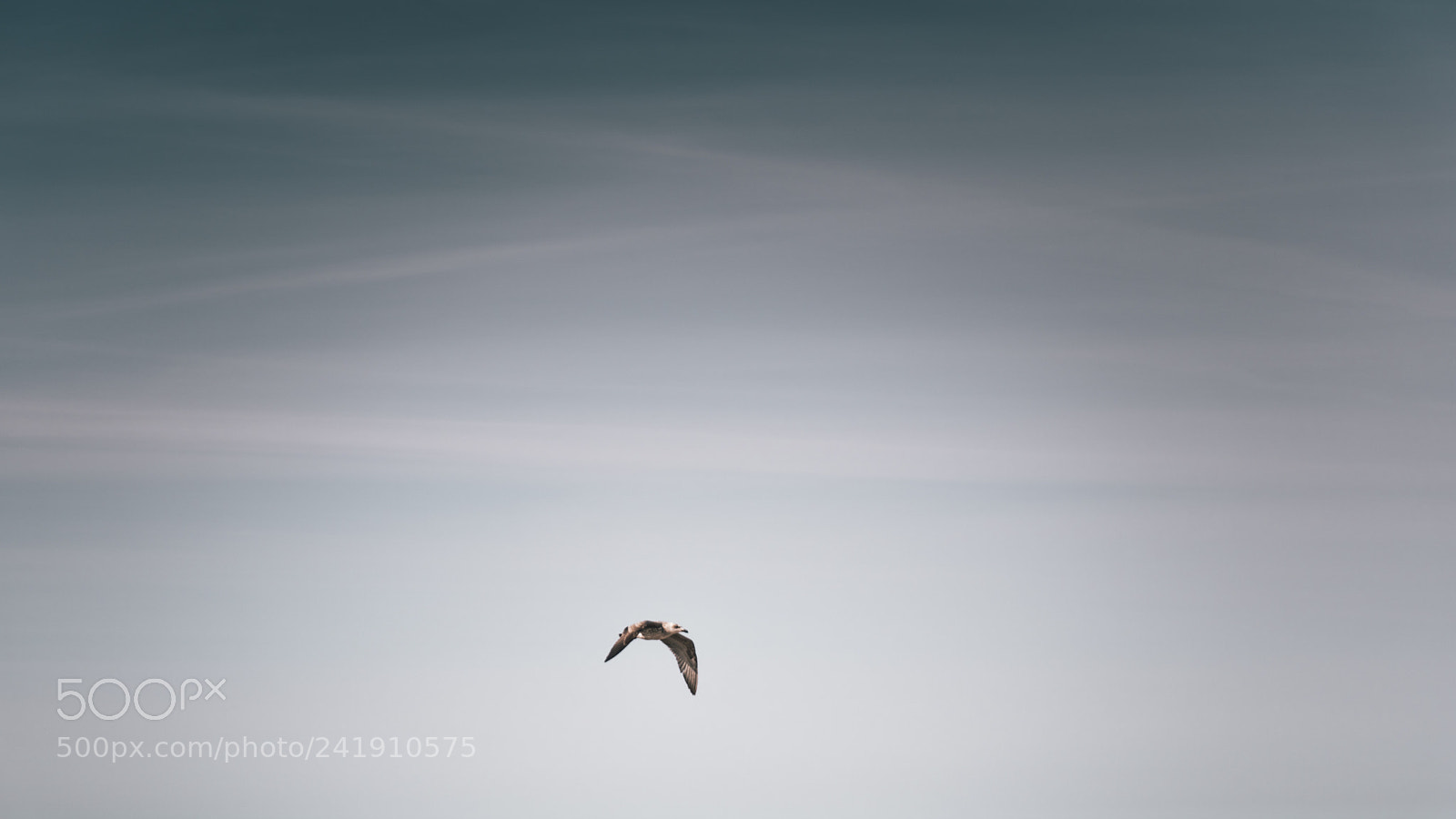 Sony a6300 sample photo. Seagull photography