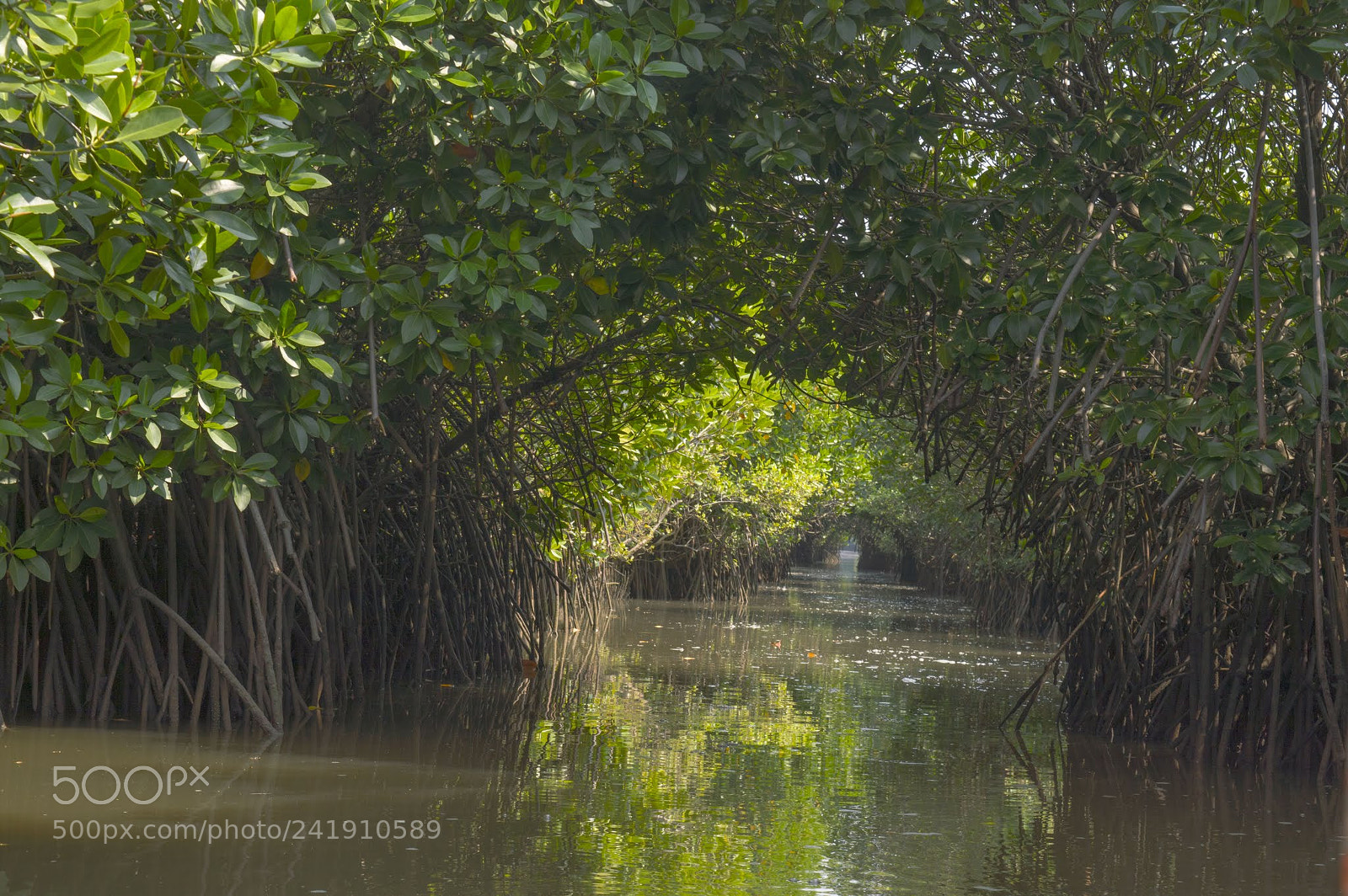 Nikon D3200 sample photo. Green water photography
