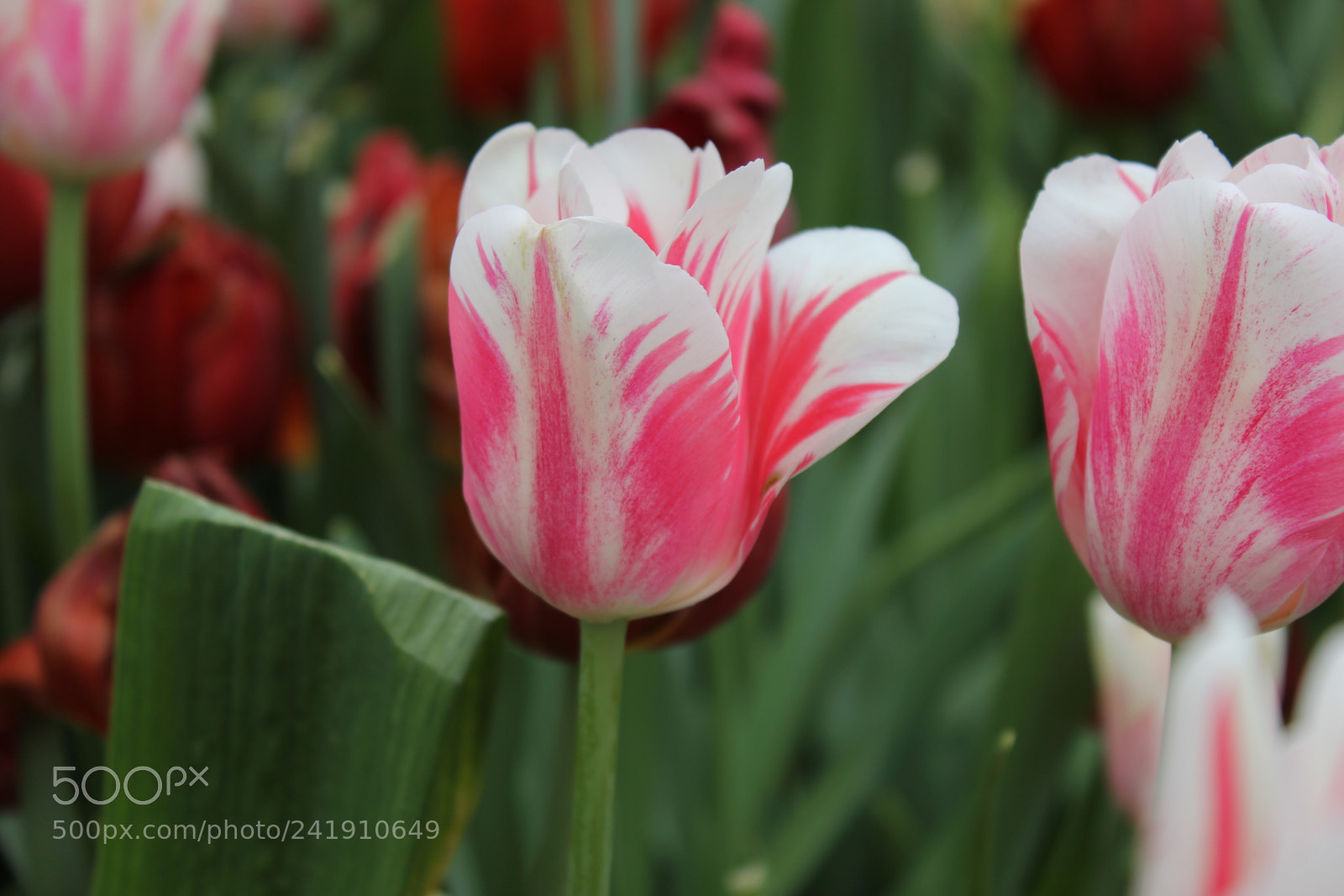 Canon EF-S 18-55mm F3.5-5.6 IS sample photo. Tulips edward's gardens, toronto photography