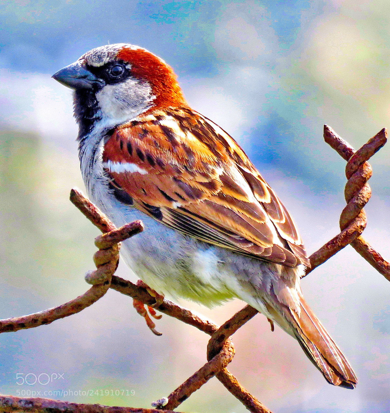 Canon PowerShot SX60 HS sample photo. Bird on the fence photography