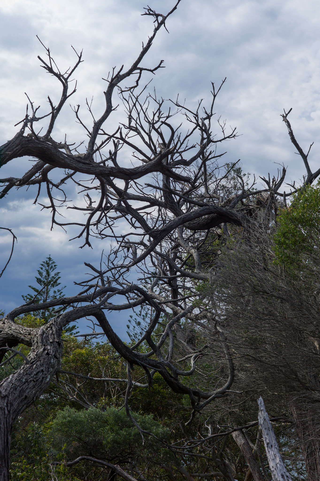 Leica M9 + Summicron-M 50mm f/2 (IV, V) sample photo. Tomaree national park photography