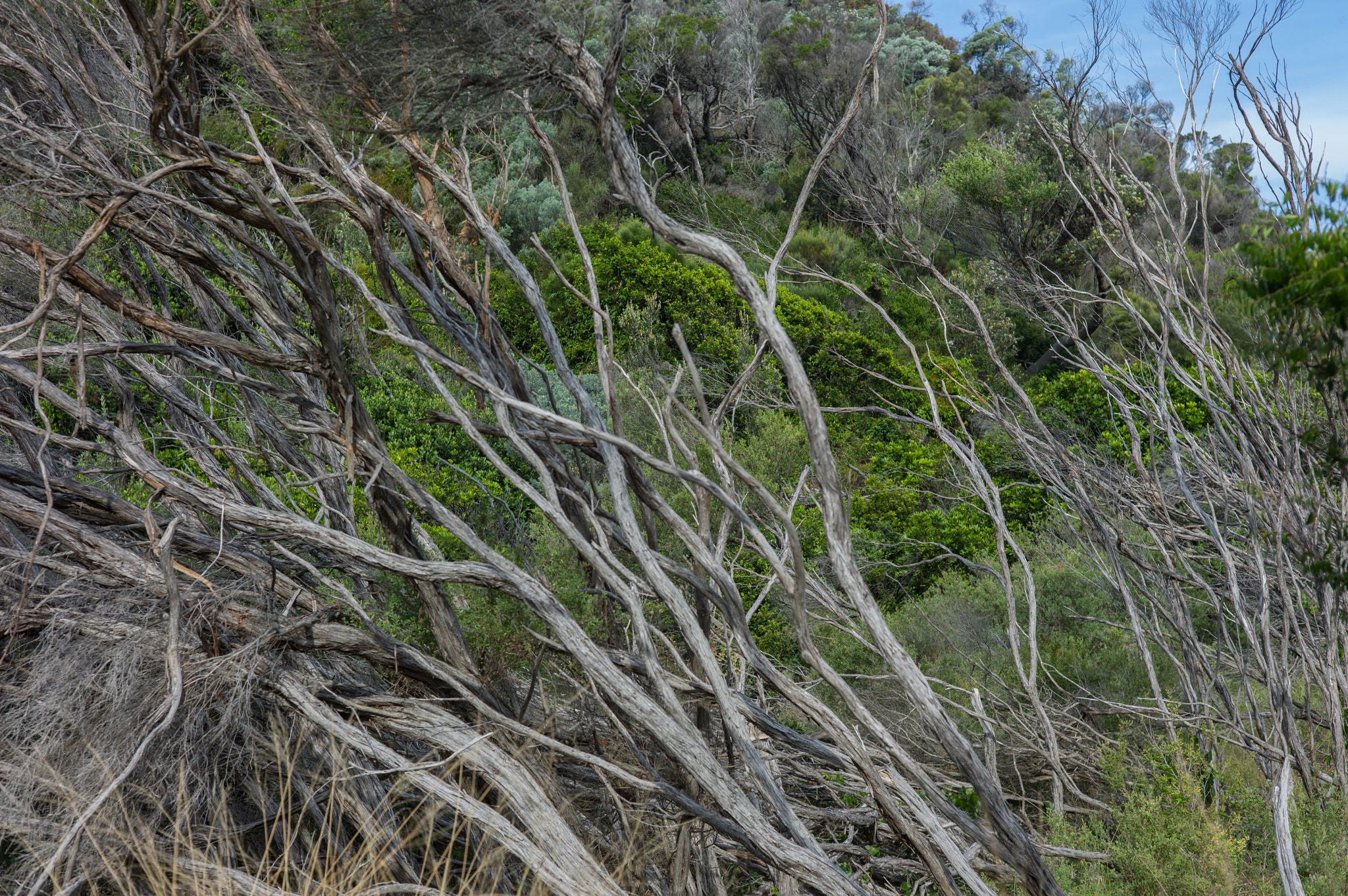 Leica M9 + Summicron-M 50mm f/2 (IV, V) sample photo. Tomaree national park photography