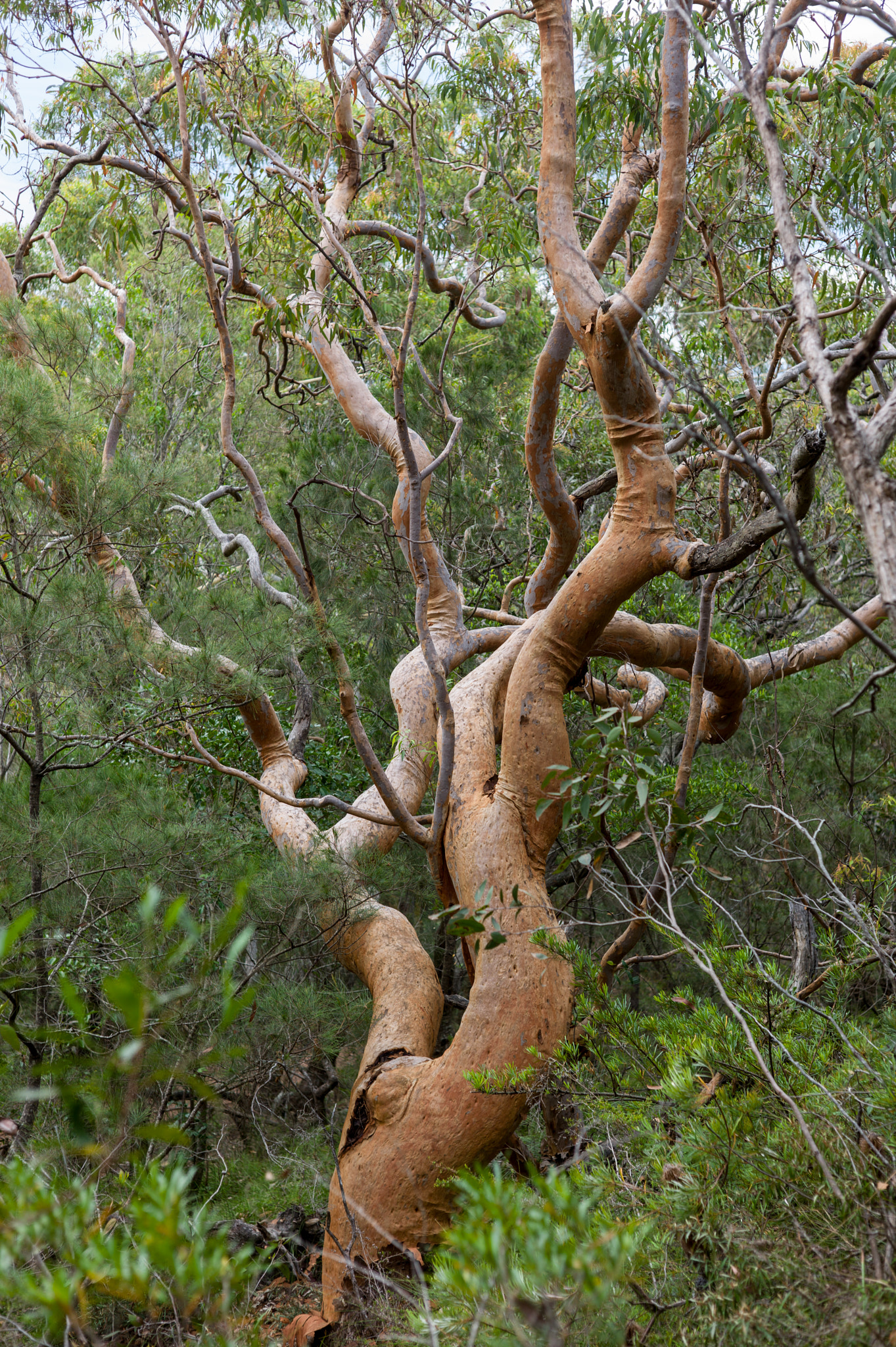 Leica M9 + Summicron-M 50mm f/2 (IV, V) sample photo. Tomaree national park photography